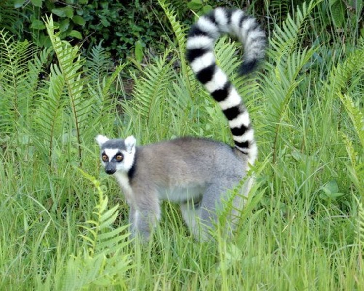 Vượn cáo Madagascar có 5 họ với 99 loài và phân loài, sinh sống thành đàn theo chế độ mẫu hệ. Loài vượn cáo nhỏ nhất có thể nằm gọn trong lòng bàn tay con người. Đáng buồn thay, hầu hết các loài vượn cáo đều bị đe dọa và một số đã tuyệt chủng trong vài trăm năm qua.