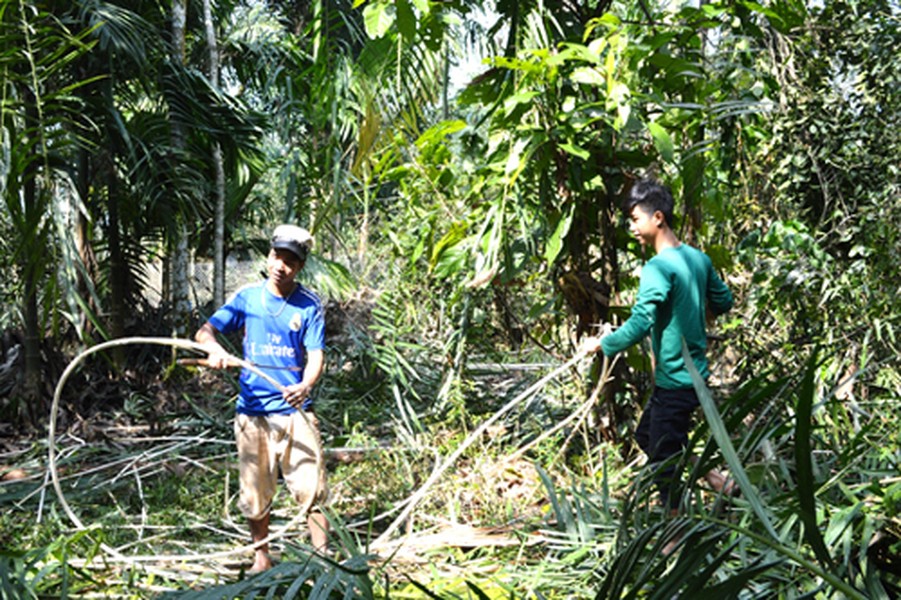  C’rêê hay đọt mây là một loài cây thường mọc thành bụi ở các khu rừng Trường Sơn. Người dân ở đây thường dùng đọt mây để chế biến các món ăn. Có nhiều loại mây khác nhau nhưng mây voi là được ưa chuộng nhất bởi nõn nó ăn giòn, béo và vị ngọt, đắng nhẹ. ảnh: baoquangngai