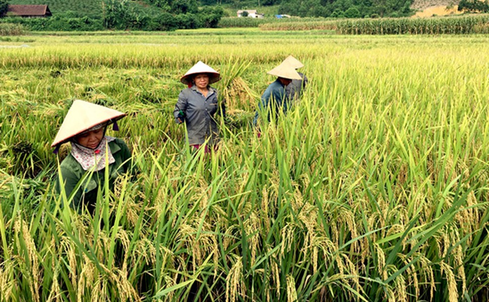 Nét đẹp trong lao động rất dễ tạo thiện cảm, gây rung động lòng người. Đây cũng là nguồn cảm hứng của nhiều loại hình nghệ thuật như thơ ca, hội họa, âm nhạc,... (Ảnh minh họa)