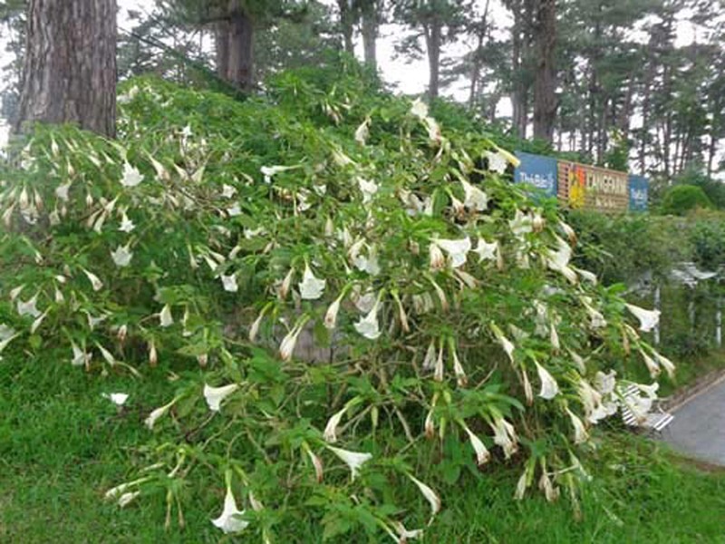 Ma túy scopolamine được bào chế từ cây borrachero ở Colombia. Borrachero tiết ra chất scopolamine tự nhiên nguy hiểm đến mức ở các vùng nông thôn Colombia, các bà mẹ thường cảnh báo con mình không được ngủ quên dưới tán cây này, bởi chỉ cần hít phải phấn hoa của borrachero thôi cũng đã khiến trẻ con gặp phải những giấc mơ lạ lùng.