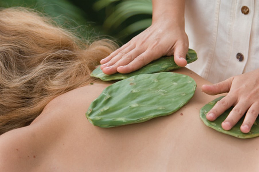 Spa Apuane tại Four Seasons Resort Punta Mita ở Mexico đã cho ra mắt phương pháp massage "thư giãn" Hakali với việc sử dụng những nhánh xương rồng không gai.