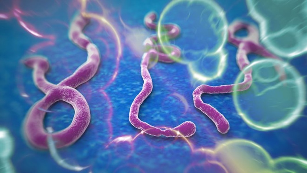 Vi rút Ebola lây truyền từ động vật sang người khi tiếp xúc gần với máu, chất tiết của động vật bị nhiễm. Tại châu Phi, vi rút lây truyền khi người lành tiếp xúc với các động vật như tinh tinh, gôrila, dơi ăn quả, khỉ, linh dương và nhím ốm, chết hoặc các động vật trong rừng nhiệt đới.