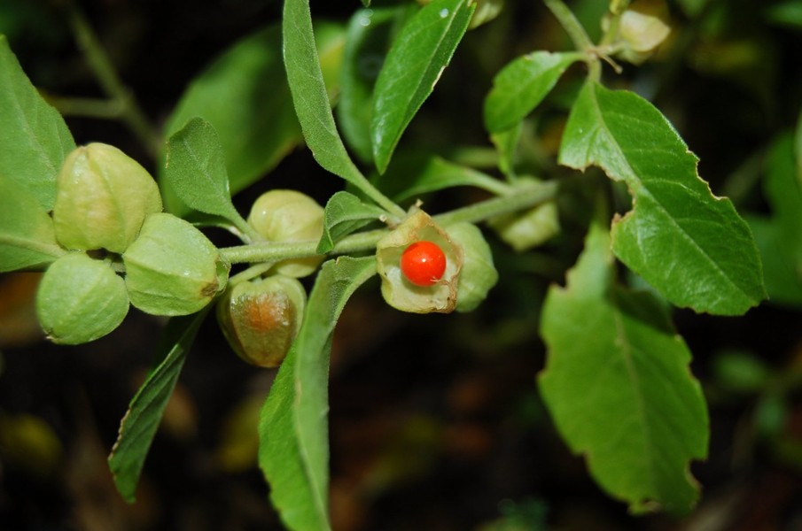 Ashwagandha. Thảo mộc thiên nhiên này là một trong những loại thảo mộc tốt nhất để  cân bằng hormone. Tính năng quan trọng nhất của Ashwagandha là có thể kích thích truyền nhiều lượng máu đến cơ quan sinh sản. Phụ nữ khi bước vào thời kỳ mãn kinh nếu được cân bằng hormone sẽ làm giảm nguy cơ trầm cảm và các hệ quả khác.