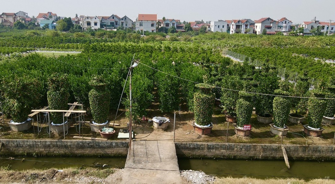  Gia đình ông Nguyễn Trung Thành (xã Liên Nghĩa, huyện Văn Giang, tỉnh Hưng Yên) nổi tiếng trên thị trường với hàng chục cây quýt lục bình ''khổng lồ'' thu hút nhiều người chơi cây cảnh độc, lạ đến săn đón và mua chơi Tết.   Ông Nguyễn Trung Thành bắt đầu tạo tác loại cây cảnh chơi Tết độc đáo này từ khoảng 6-7 năm về trước. Tại xã Liên Nghĩa này chỉ có gia đình nhà ông là làm loại quýt lục bình có kích thước lớn.
 ">