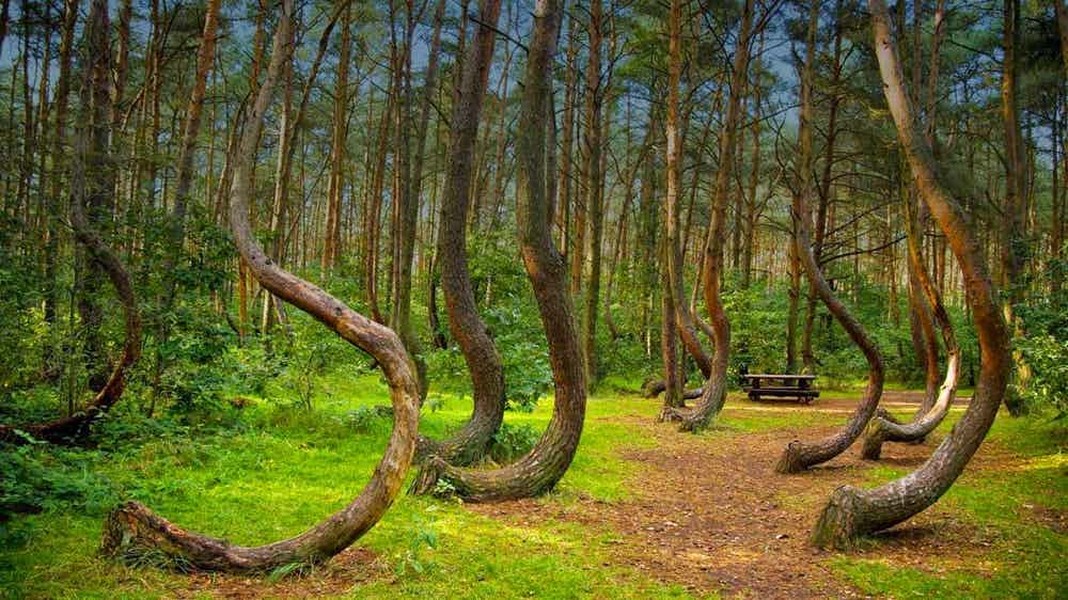 Khu rừng Hoia Baciu nằm gần thành phố Cluj-Napoca (Romania) là một trong những  địa điểm đáng sợ nhất thế giới. Theo The Richest, du khách tới thăm khu rừng này cho biết, họ luôn cảm thấy lo sợ mà không rõ vì lý do gì. Có người kể rằng họ thường nhìn thấy ánh sáng kỳ lạ hay nghe thấy tiếng ồn không thể giải thích được phát ra từ khu rừng này vào ban đêm. Ảnh: The Richest.