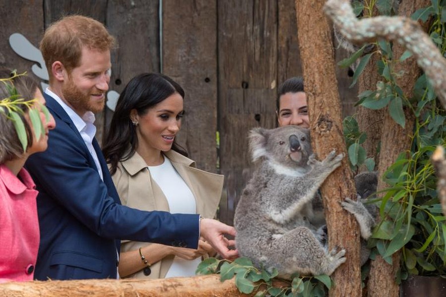 Theo hãng thông tấn Reuters, vợ chồng  Hoàng tử Harry sẽ dự 76 sự kiện tại Australia, Fiji, Tonga và New Zealand, trong chuyến công du nước ngoài đầu tiên sau khi kết hôn, dự kiến kéo dài 16 ngày. Ảnh: Hoàng tử Harry và Công nương Meghan Markle nhìn chú Koala có tên Ruby tại Vườn thú Taronga ở Sydney trong ngày đầu tiên tới Australia ngày 16/10/2018. (Nguồn ảnh: Reuters).