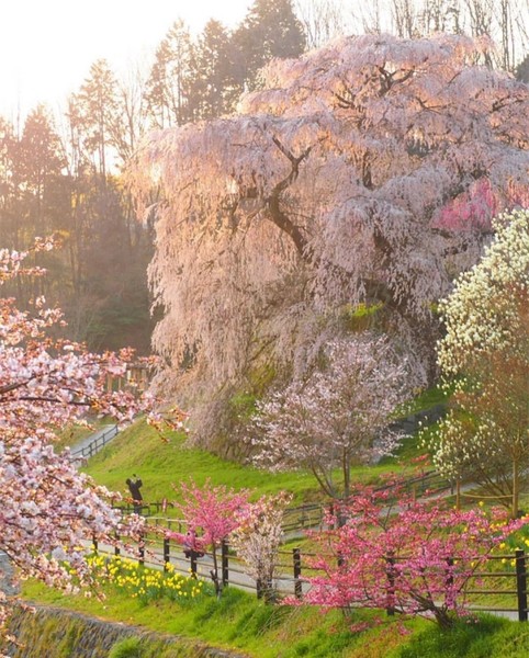 Tại thành phố Uda tỉnh Nara, có một cây  hoa anh đào cổ thụ loại cành rủ có tên "Taki-zakura" hay còn được gọi là "Matabei Sakura" rất nổi tiếng. Cây được trồng trong thời kỳ Sengoku và hiện nay đã chạm mốc 300 tuổi, có đường kính lên đến 3m và cao 13m. (Ảnh: yuji_sakuramoto)