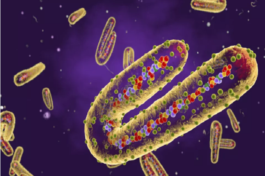 1. Virus Marburg:  Virus Marburg được đặt theo tên của Marburg, một thị trấn nhỏ ở miền trung nước Đức, nơi bệnh được phát hiện lần đầu tiên vào năm 1967. Tuy nhiên, căn bệnh này thực sự bắt nguồn từ Uganda. Các công nhân Đức tại một phòng thí nghiệm ở Marburg đã mắc bệnh từ những con khỉ bị nhiễm bệnh, được nhập khẩu từ Uganda. Ảnh: Getty.