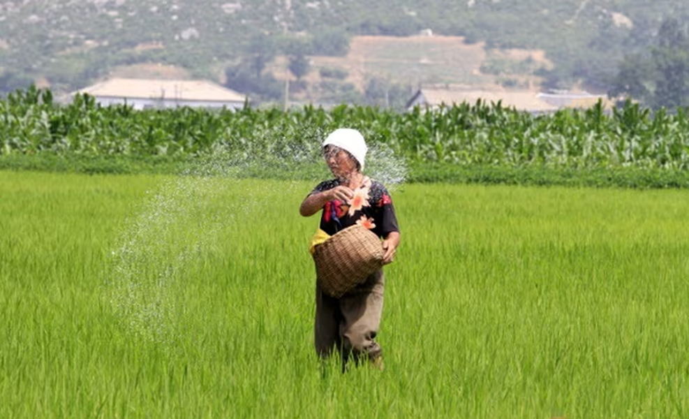 Trong ảnh, một  người nông dân Triều Tiên rải phân bón trên cánh đồng lúa ở Sohung, tỉnh Bắc Hwanghae, Triều Tiên. Ảnh: AP.