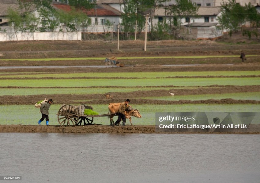 Trong ảnh, người  nông dân Triều Tiên làm việc trên cánh đồng lúa ở Myohyang-san, tỉnh Pyongan, ngày 17/5/2009. Ảnh: Getty.