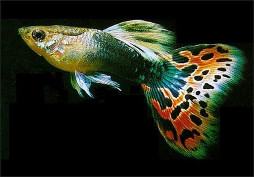 Tờ báo về cá lâu năm bậc nhất của Mỹ, Tropical Fish Hobbyist, số tháng 3/2004 chỉ đích danh cá bảy màu là  loài  cá nguy hiểm nhất hành tinh.