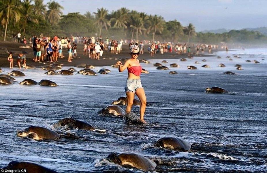 Rùa biển đang bị đe dọa nghiêm trọng khi tới bờ biển Ostional Wildlife Refuge ở Costa Rica để đẻ trứng do quá đông du khách hiếu kỳ tới xem. Cảnh  rùa biển leo bờ đẻ trứng ồ ạt rất gây thu hút. (Nguồn: CCTVNews)