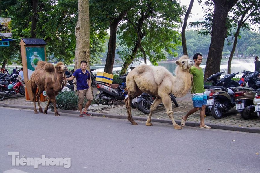 Hai chú lạc đà xuất hiện trên phố Nguyễn Du (Hai Bà Trưng, Hà Nội) khiến nhiều người không khỏi bất ngờ.