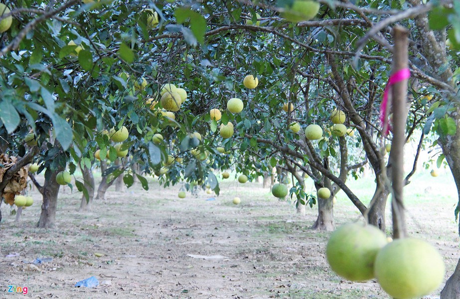 Người dân thụ phấn cho bưởi đặc sản Phúc Trạch Khi những vườn bưởi Phúc Trạch rộ hoa trắng muốt, người dân Hà Tĩnh tiến hành giúp cây thụ phấn bổ sung bằng cách lấy phấn của cây bưởi chua quét lên nhụy hoa bưởi đường. Bưởi Phúc Trạch được mệnh danh là đặc sản của huyện miền núi Hương Khê (Hà Tĩnh).