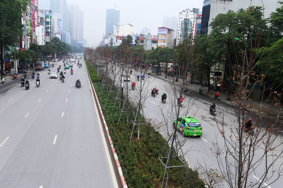 Ghi nhận trên đường tuyến đường Trần Duy Hưng và Nguyễn Chí Thanh (Hà Nội) vào chiều ngày 10/1, những  cây phong lá đỏ được trồng ở dải phân cách bước vào thời kì rụng lá.