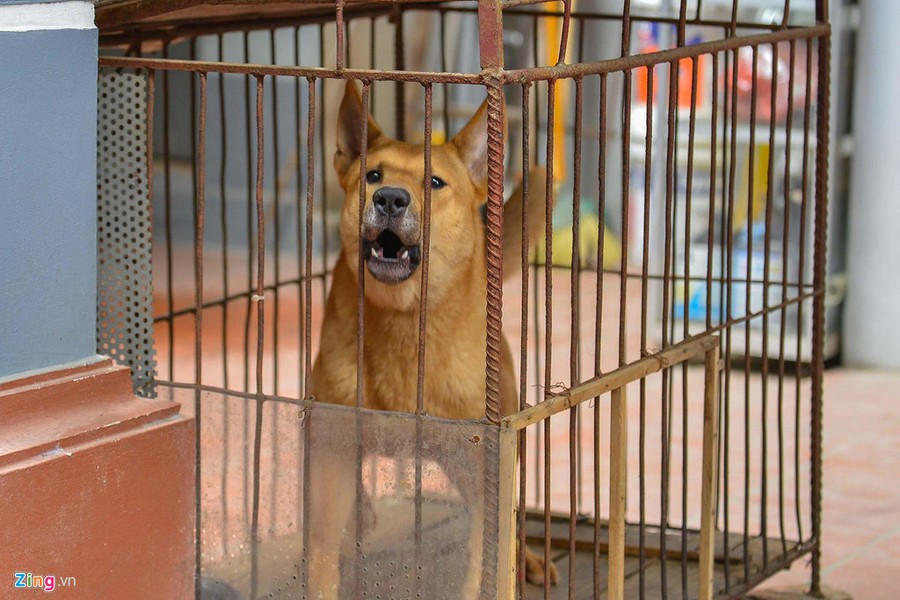 Sau sự cố đàn chó ở Hưng Yên cắn chết bé trai 7 tuổi khiến nhiều người lo lắng bởi họ cũng có thể trở thành nạn nhân bất cứ khi nào nếu chủ nuôi không ý thức được việc nuôi chó dữ,  chó không đeo rọ mõm khi đưa chúng ra ngoài đường...