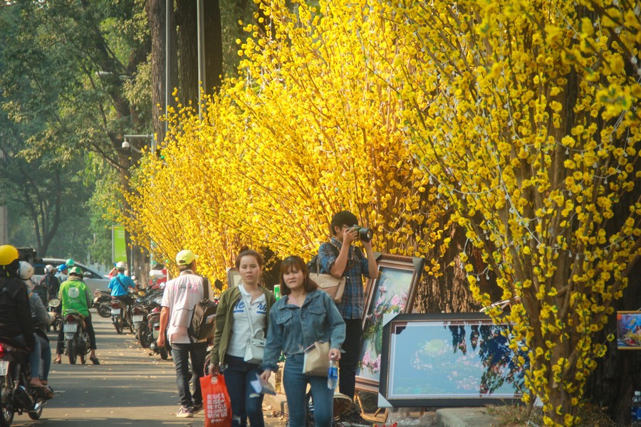 Những ngày gần đây, giới trẻ ở TP.HCM cùng nhiều gia đình bị thu hút bởi đường hoa mai nằm trên tại khuôn viên của Nhà Văn hóa Thanh niên (quận 1). Đây là hoạt động thường niên được tổ chức hàng năm, nằm trong hoạt động của Lễ hội Tết Việt Canh Tý 2020.