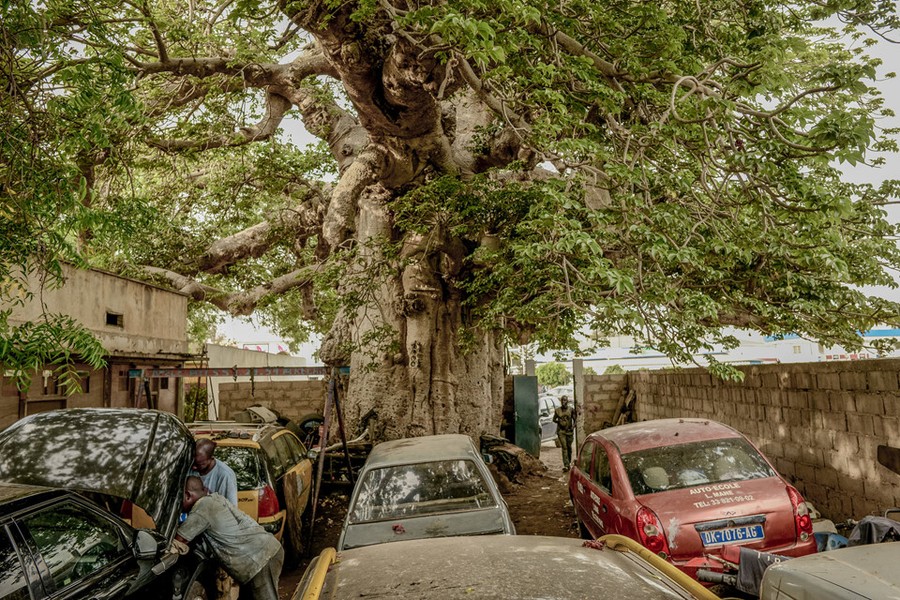 Tại thành phố Dakar bận rộn ở đất nước Tây Phi Senegal, không người dân nào cảm thấy xa lạ với những  cây bao báp to, hình thù đồ sộ sừng sững lẫn trong khung cảnh thành phố. Tài xế taxi rửa xe ngay bên dưới tán cây khổng lồ gần đường cao tốc. Những chiếc xe rỉ sét với mui xe mở nằm tại cửa hàng sửa chữa gần một cây khác. Trong lúc đó, thân cây trở thành bảng thông báo của người dân địa phương, dán đầy những quảng cáo tuyển thợ máy và cho thuê căn hộ.