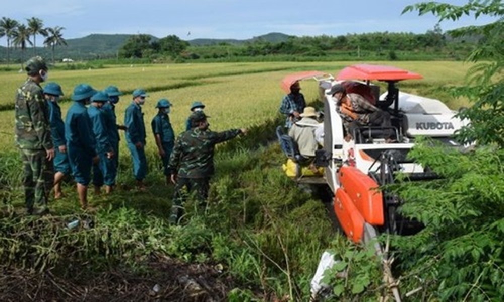 Vụ hè thu năm 2021, xã An Chấn, huyện Tuy An gieo sạ hơn 71ha lúa. Hiện toàn xã An Chấn đang áp dụng giãn cách theo Chỉ thị 16 của Thủ tướng Chính phủ nên người dân chưa thể ra đồng  gặt lúa được.