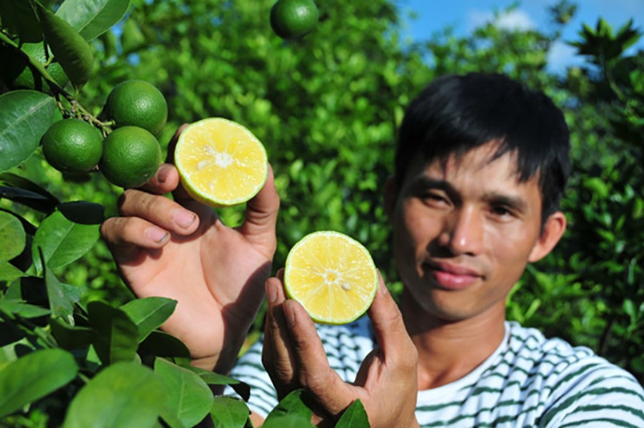  Chanh tứ quý còn có tên gọi khác là chanh tứ thời, có nguồn gốc từ châu Mỹ. Loại chanh này được nhận định là ngon hơn so với chanh thường, có giá trị dinh dưỡng cao, mùi thơm đặc trưng, đặc biệt không bị đắng khi cho vào nước nóng