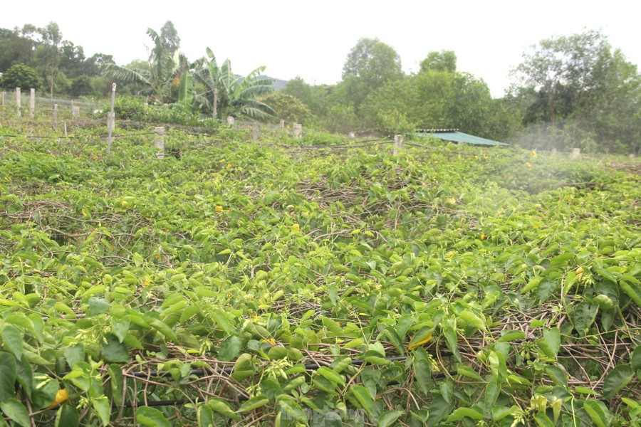 Gia đình ông Đặng Nguyên Hải (SN 1970, trú xóm 6, xã Nam Kim, huyện Nam Đàn, Nghệ An) trồng hơn 3 sào  hoa thiên lý. Hợp chất đất, khí hậu nên mặc dù đã bước sang năm thứ 6 cho thu hoạch nhưng rất sai hoa, bông to, xanh mướt.