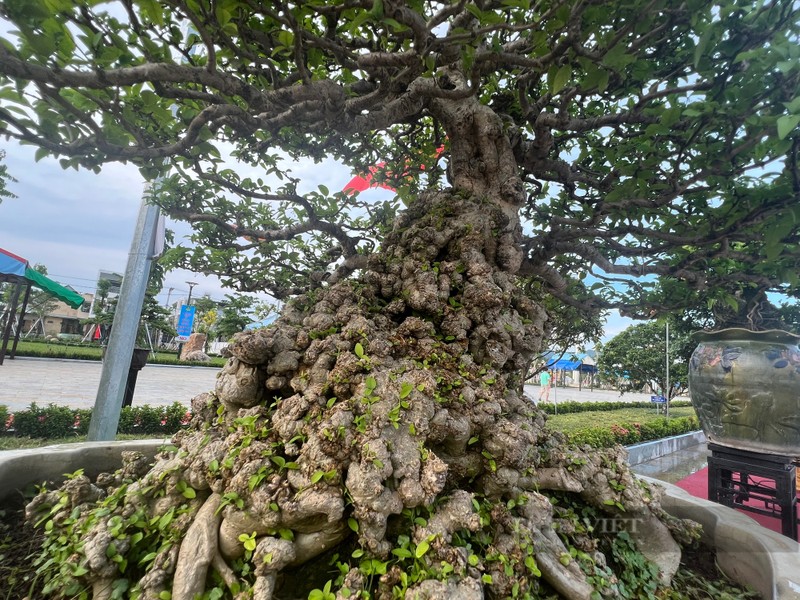 Tại công viên phố đi bộ thị trấn Tăng Bạt Hổ (huyện Hoài Ân, Bình Định), các  tác phẩm bonsai đã được trưng bày triển lãm và thu hút rất đông người dân đến xem.