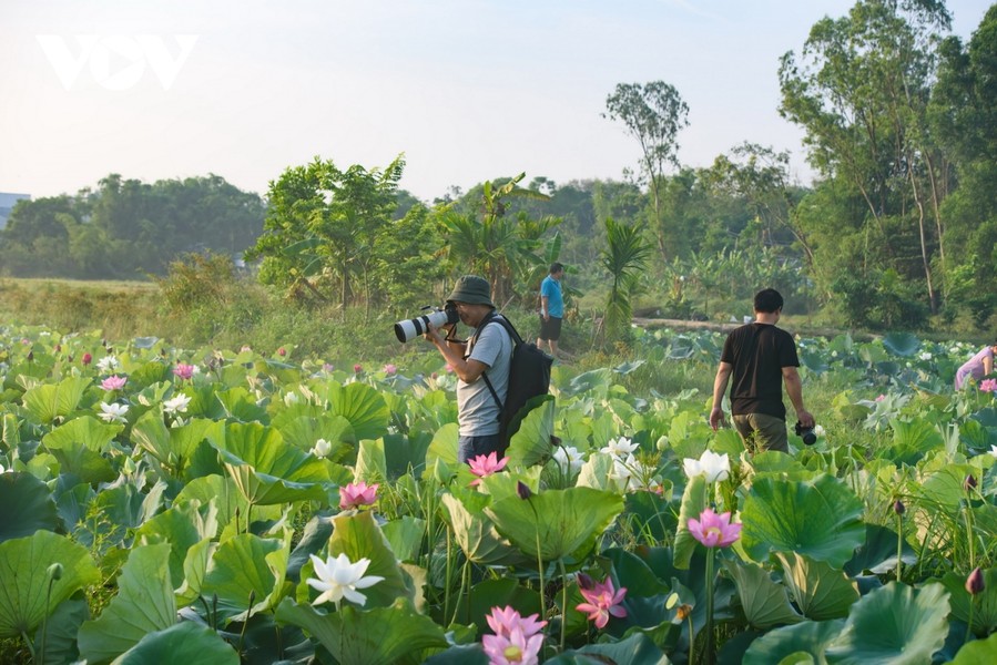 Chiêm ngưỡng những những đóa sen, lá sen xanh khoe sắc.