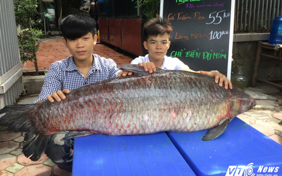 Một nhóm ngư dân tại hồ Thác Bà, huyện Yên Bình, tỉnh Yên Bái đã đánh lưới được con  cá trắm đen khổng lồ nặng 55kg (Ảnh: VTC News) 