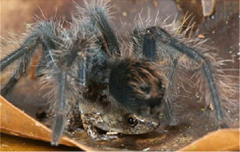 Nhện khổng lồ Tarantulas dùng một loài ếch nhỏ có tên khoa học là Chiasmocleis ventrimaculata làm quản gia cho mình.