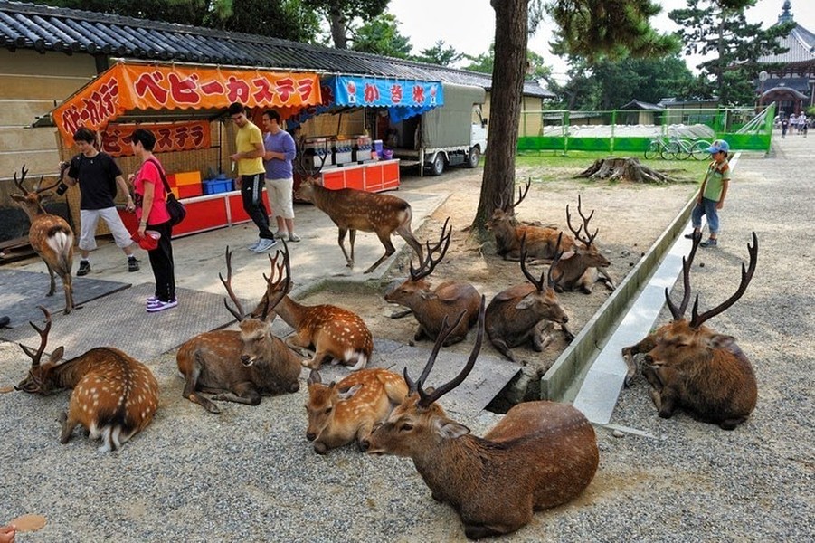 Nara là thủ phủ của tỉnh Nara, cách Kyoto khoảng 2 giờ đi xe lửa về phía nam. Đó là một thành phố xinh đẹp với rất nhiều đền, chùa và di tích cổ cùng với khoảng 1.200 con hươu lang thang khắp các đường phố.