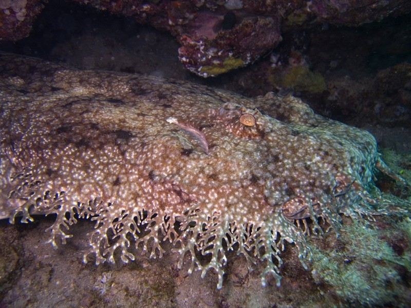 Một trong những loài  cá mập quái dị là cá mập wobbegong, hay cá mập thảm. Loài này là bậc thầy về ngụy trang bằng cách lợi dụng tấm da lốm đốm và những chiếc râu để ẩn thân trong lớp cát dưới đáy đại dương và phục kích con mồi.