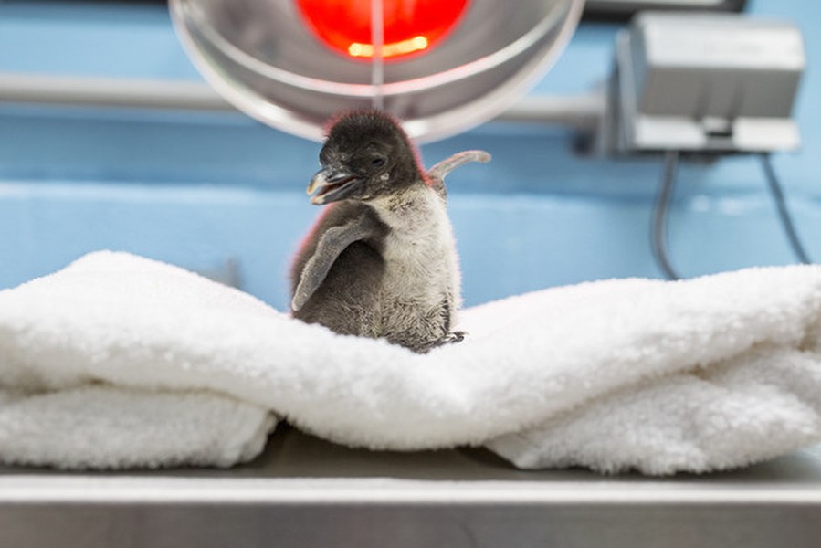 Em bé chim  cánh cụt Rockhopper này sinh ngày 9/6/2015 tại Viện Hải dương học Shedd (Chicago, Mỹ).