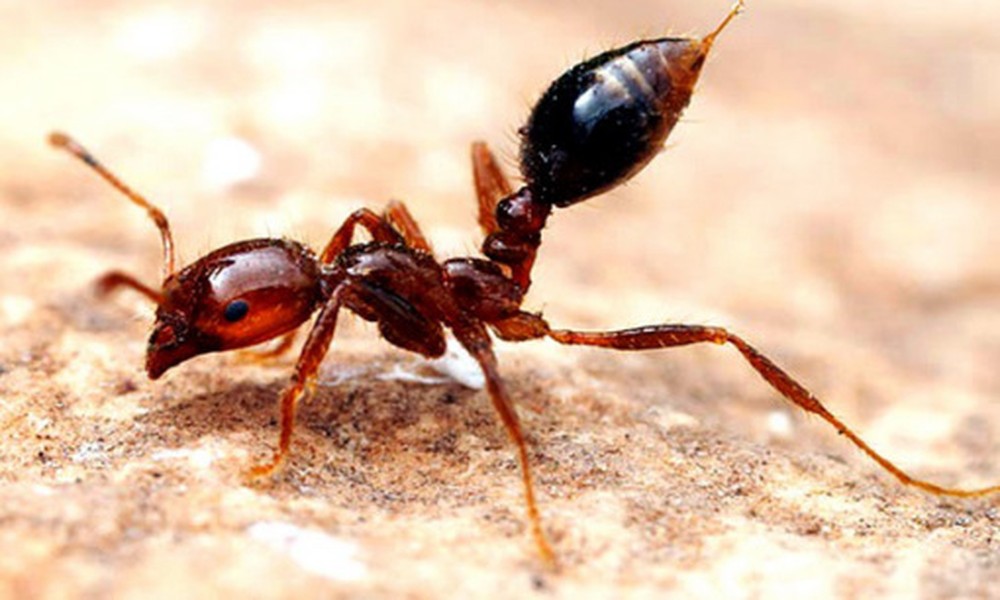 Kiến Pogonomyrmex Barbatus là một loài kiến rất khó chịu. Bất kỳ vết cắn nào của  loài kiến kỳ dị này cũng chứa đầy chất độc nồng độ cao có thể gây mụn mủ hay dị ứng.