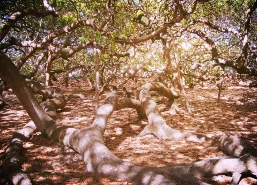 Cây đào lộn hột Pirangi (Brazil) là cây đào lộn hột lớn nhất trên thế giới, bao phủ khắp khoảng đất có diện tích 8.500m2. Với kích thước 91,4 mét x 91,4 mét, cây đào lộn hột Pirangi tạo cho người xem hình ảnh về một khu rừng nhỏ. Mỗi năm,  loài cây có hình dáng kỳ lạ này cho ra 8.000 quả. 