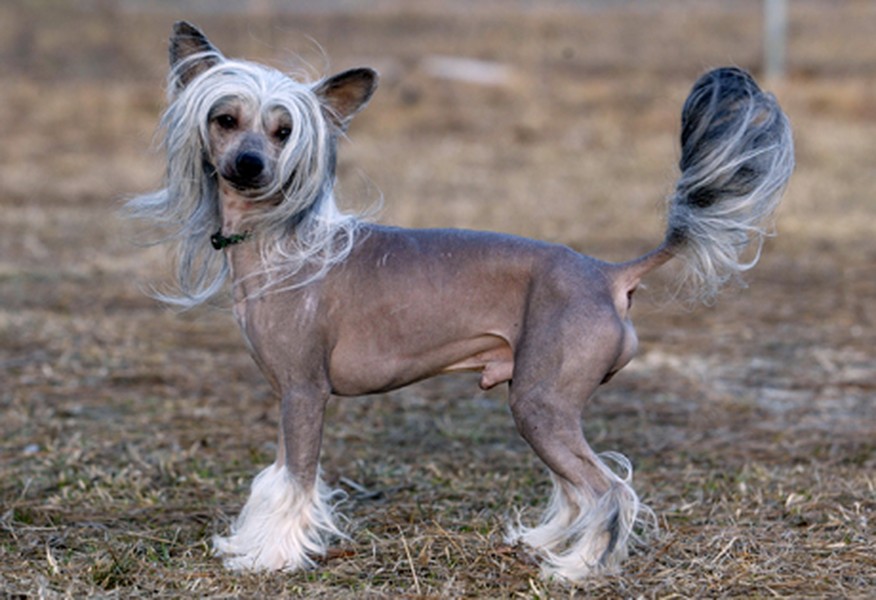 1. Chó có mào (Chinese Crested). Chó có mào là một trong những giống chó xấu xí nhất thế giới với diện mạo độc nhất vô nhị. Cơ thể  loài chó có ngoại hình kì lạ này không có lông chỉ trừ một chỏm trên đỉnh đầu trông như mào gà, một túm ở đuôi và một ít ở các ngón chân. Nguồn: Oddies    