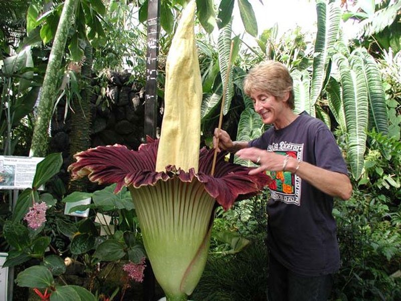 Hoa Titan Arum. Hoa Titan Arum còn được gọi là “hoa xác thối khổng lồ” bởi  loài hoa này tạo ra hóa chất có mùi xác chết thối rữa rất khó ngửi. Đây cũng là một trong những loài hoa có kích thước lớn nhất thế giới. Năm 1973, bông hoa Titan Arum được nuôi trồng đã nở trong vườn Bách thảo New York, Mỹ.    