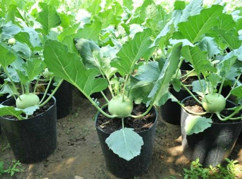 Su hào có tên khoa học là Brassica oleracea, có nguồn gốc tự nhiên là cải bắp dại. Su hào có thân phình thành củ hình cầu hay hình hơi dẹp, màu xanh nhạt hoặc xanh tía, lá có phiến hình trứng, trơn, phẳng, màu lục đậm. 