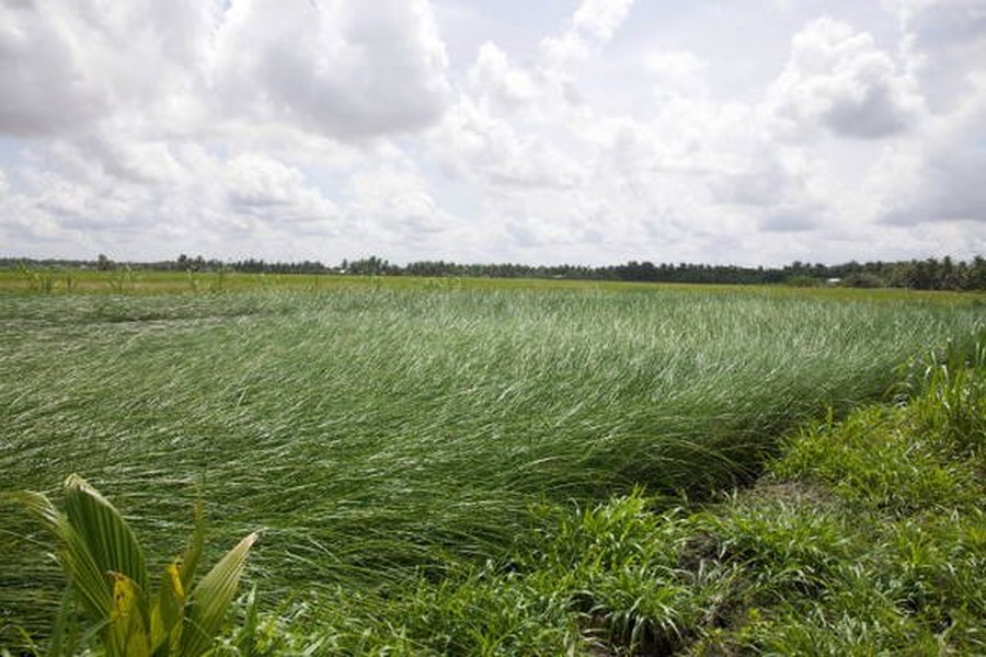  Cây lác thuộc họ cói và có đến mấy nghìn loài khác nhau, trong đó phần lớn là cây cỏ hoang dại, mọc khắp nơi từ đầm lầy tới đồng ruộng. Ảnh quehuongmientay.