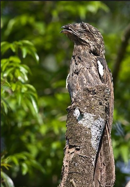  Loài chim potoo sở hữu bộ lông màu ghi nâu giúp chúng ngụy trang dễ dàng khi đậu bất động trên cây để săn mồi. Ảnh Pinterest.