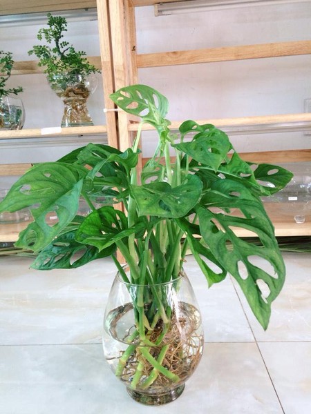  Cây trầu bà lỗ có tên khoa học là Calathea Bicajoux. Nó còn có nhiều tên gọi khác như trầu bà lá rách, trầu bà cửa sổ, trúc lưng rùa. Ảnh: maivangthuduc.