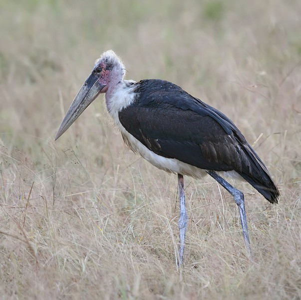  Cò Marabou có tên khoa học là Leptoptilos crumeniferus. Đây là một loài chim lội lớn trong họ Hạc sống ở châu Phi. Ảnh: wikimedia.