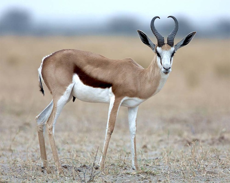 Springbok là một loài linh dương ở Nam Phi có thể đạt tốc độ 88km/h. Ảnh: khoahoc.