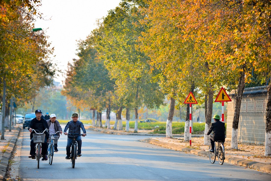 Hàng phong ở khu vực Đại sứ quán Hàn Quốc (Bắc Từ Liêm, Hà Nội) đã bắt đầu chuyển màu lá.