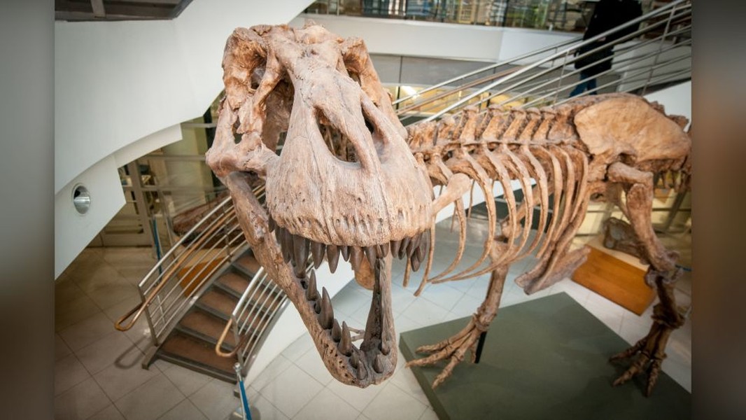 Có tới 2,5 tỷ cá thể khủng long T. rex đã tồn tại trong 2,5 triệu năm cuối cùng của kỷ Phấn trắng (145 triệu đến 66 triệu năm trước), trước khi tiểu hành tinh giết khủng long va chạm với Trái đất. Các nhà nghiên cứu đã xem xét tất cả các loại yếu tố để xác định con số này, bao gồm mật độ dân số của vua  khủng long, kích thước môi trường sống, thời gian thế hệ và tổng số thế hệ, theo một nghiên cứu được công bố vào tháng 4 trên tạp chí Science. Đó là con số rất nhiều, đặc biệt khi xem xét rằng khoa học hiện nay chỉ biết đến ít hơn 100 cá thể T. rex hóa thạch.