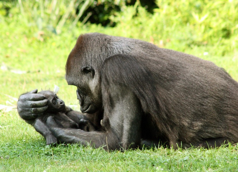 Nằm sâu trong một khu rừng nhiệt đới ở Tanzania vào năm 1972, một con tinh tinh già nua nổi tiếng tên là Flo đã trút hơi thở cuối cùng. Đối với con trai của nó, Flint, đó dường như là một mất mát không thể nguôi ngoai. Chú tinh tinh vốn có mối quan hệ bất thường với mẹ của mình, đột nhiên trở nên bơ phờ, chán ăn và ngày càng trở nên cô lập với những con còn lại trong đàn.