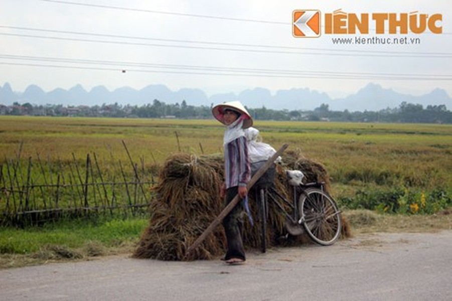 Đến hẹn lại lên, mùa gặt trở thành nỗi khiếp sợ của người tham gia giao thông bởi tại nhiều tuyến đường, người dân vô tư biến đường thành... sân nhà phơi thóc.