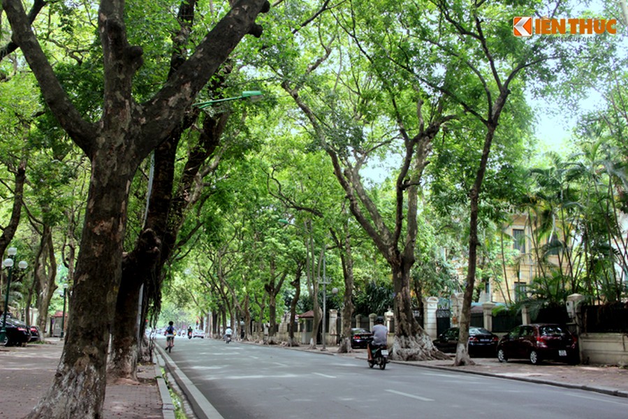 Thời điểm đầu tháng 6, nhiều cây sấu trên đường Phan Đình Phùng (Ba Đình, Hà Nội) đang vào mùa. Đây cũng là dịp để cho nhiều người "kiếm ăn" bằng việc trèo cây hái quả sấu để bán.