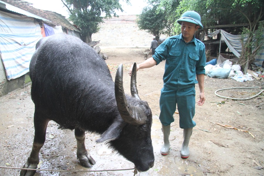 Là một trong nhiều người góp công phục dựng Lễ hội chọi trâu truyền thống xã Hải Lựu huyện Sông Lô (Vĩnh Phúc) từ năm 2002 đến nay, năm nào anh Hán Văn Quyết (46 tuổi) cũng trực tiếp đi khắp các vùng miền dọc đất nước để tuyển lựa những con trâu khỏe, đẹp và tốt nhất phục vụ cho lễ hội.