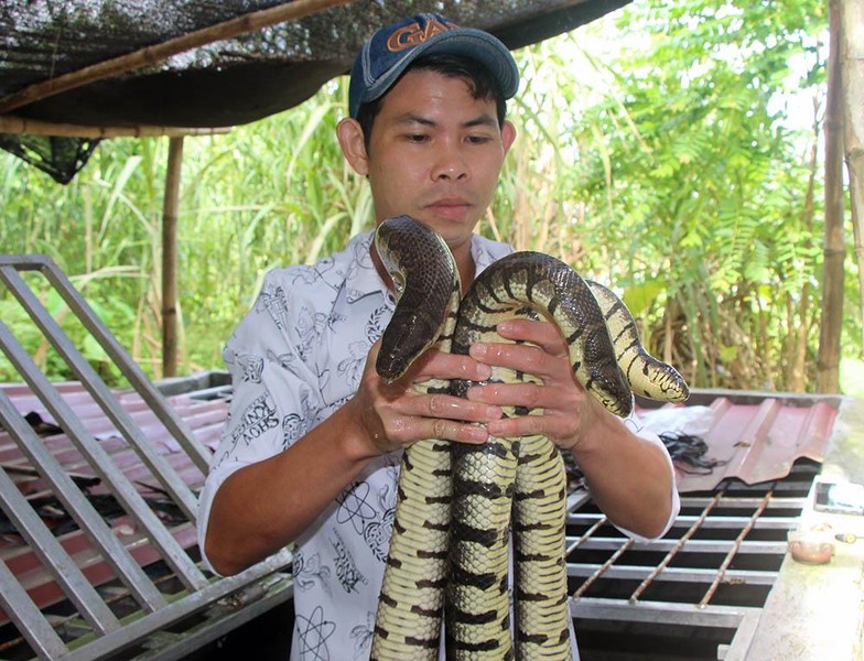 Anh Phạm Phú Thanh (27 tuổi), sinh ra trong gia đình nông dân ở xã Thới Thạnh, huyện Thới Lai, TP. Cần Thơ. Lớn lên, chàng trai này sinh nhai bằng nghề thợ hồ, cuộc sống khá chật vật.(Anh Phạm Phú Thanh ở huyện Thới Lai, TP. Cần Thơ nuôi rắn ri voi trong bể xi măng)