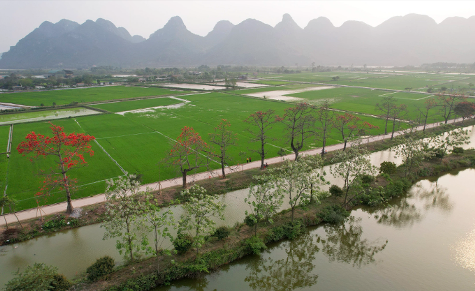 Cách trung tâm thành phố khoảng 40km, hàng cây gạo (hoa mộc miên) thôn Đoan Nữ (An Mỹ, Mỹ Đức) bắt đầu nở hoa đỏ chói trên nền xanh màu lúa non.